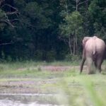 “วิถีสัตว์ป่า-เรื่องเล่าจากภูเขียว”-“เล่นกับใครไม่เล่น-มา