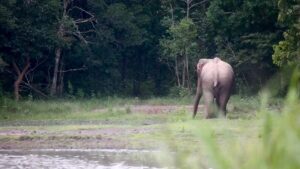 “วิถีสัตว์ป่า-เรื่องเล่าจากภูเขียว”-“เล่นกับใครไม่เล่น-มา