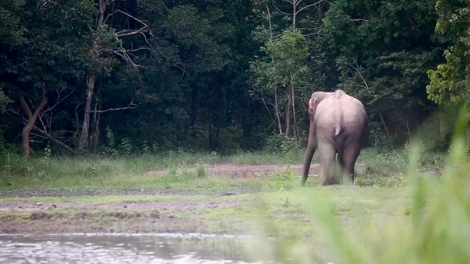“วิถีสัตว์ป่า-เรื่องเล่าจากภูเขียว”-“เล่นกับใครไม่เล่น-มา