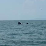 ðððð-:-อุทยานแห่งชาติ-หมู่เกาะอ่างทอง-เผยภาพ-“วาฬบรูด้า”-สัตว์ป่าสง