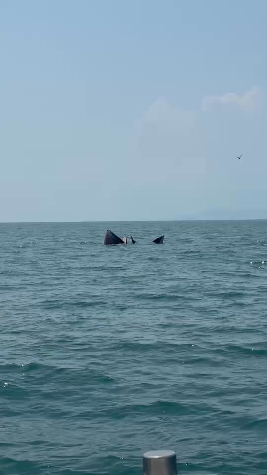 ðððð-:-อุทยานแห่งชาติ-หมู่เกาะอ่างทอง-เผยภาพ-“วาฬบรูด้า”-สัตว์ป่าสง