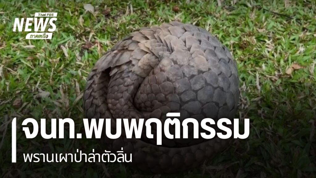 พบสัตว์ป่าหลายชนิดในจังหวัดเชียงใหม่-ได้รับผลกระทบจากไฟป่า-โ