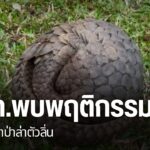 พบสัตว์ป่าหลายชนิดในจังหวัดเชียงใหม่-ได้รับผลกระทบจากไฟป่า-โ
