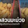 ขณะนี้ชาวสวนมะม่วงในจังหวัดพิษณุโลกก-กำลังได้รับความเดือดร้อ