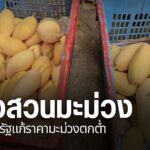ขณะนี้ชาวสวนมะม่วงในจังหวัดพิษณุโลกก-กำลังได้รับความเดือดร้อ