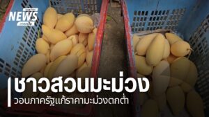 ขณะนี้ชาวสวนมะม่วงในจังหวัดพิษณุโลกก-กำลังได้รับความเดือดร้อ