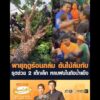 พายุฤดูร้อนถล่ม ต้นไม้ล้มทับ รุดช่วย 2 เด็กเล็ก หลบฝนในถังน้ำแข็ง อัพเดทข่าว