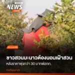 เกษตรกรบ้านสระงาม-ตำบลบ้านมะเกลือ-อำเภอเมืองนครสวรรค์-เร่งจ้