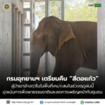 ðððð-:-กรมอุทยานแห่งชาติ-เตรียมคืน-สีดอแก้ว-สู่ป่าเขาอ่างฤาไนในพื