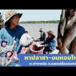 ด่วน ลุยแหลมตะลุมพุก ลงเรือหาปลาซา-ลงน้ำหาหอยใหญ่ จากธรรมชาติ  | ตามอำเภอจาน 28 เม.ย. 69 Chubby EP