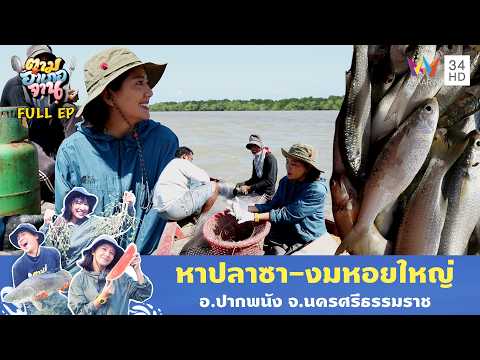 ด่วน ลุยแหลมตะลุมพุก ลงเรือหาปลาซา-ลงน้ำหาหอยใหญ่ จากธรรมชาติ  | ตามอำเภอจาน 28 เม.ย. 69 Chubby EP