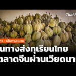 ซีรีส์ข่าว เส้นทางหนาม ตอนที่ 2 : เจาะเส้นทางส่งออกทุเรียนไทย สู่ตลาดจีนผ่านเวียดนาม