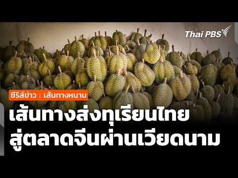 ซีรีส์ข่าว เส้นทางหนาม ตอนที่ 2 : เจาะเส้นทางส่งออกทุเรียนไทย สู่ตลาดจีนผ่านเวียดนาม