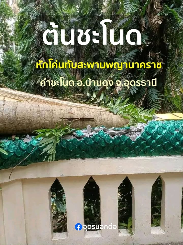 -บ้านดุง-จ.อุดรธานี-ต้นชะโนด-หักทับสะพานพญานาคทางเดินเข้าเก