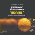 ความรู้ในวัยเด็กสอนให้เรารู้จัก-ผึ้ง-ในฐานะแมลงมีปีกขนาดเล