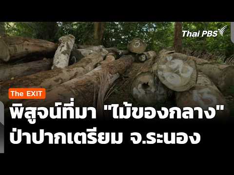 เปิดหลักฐาน-นำชี้ พิสูจน์ที่มา “ไม้ของกลาง” ป่าปากเตรียม | ข่าวค่ำ 29 เม.ย. 69