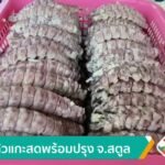 กั้งแก้วแกะสดพร้อมปรุง-จ.สตูล-ข่าวใต้แลได้ที่เรา-ne