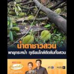 น้ำตาชาวสวน พายุกระหน่ำ ทุเรียนใกล้ตัดล้มทั้งสวน อัพเดทข่าว