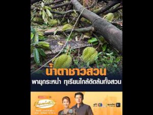 น้ำตาชาวสวน พายุกระหน่ำ ทุเรียนใกล้ตัดล้มทั้งสวน อัพเดทข่าว