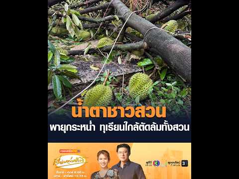 น้ำตาชาวสวน พายุกระหน่ำ ทุเรียนใกล้ตัดล้มทั้งสวน อัพเดทข่าว