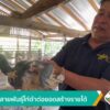 พัฒนาสายพันธุ์ไก่ดำต่อยอดสร้างรายได้-จ.ตรัง-ข่าวใต้แลได้ที่