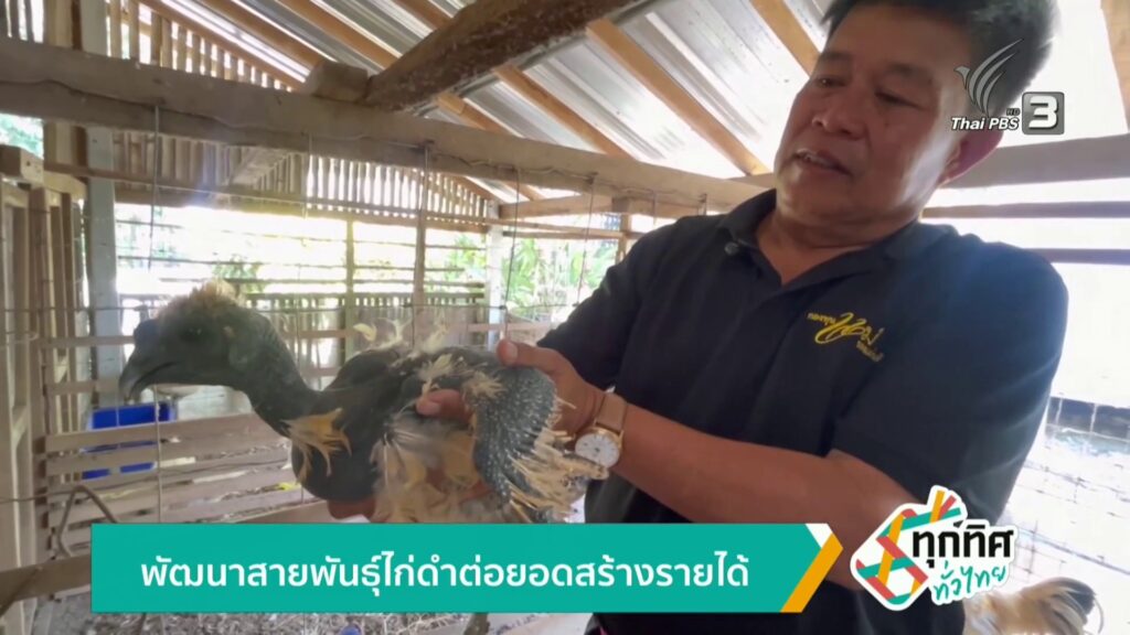 พัฒนาสายพันธุ์ไก่ดำต่อยอดสร้างรายได้-จ.ตรัง-ข่าวใต้แลได้ที่