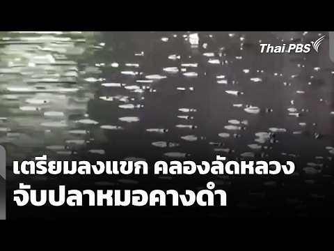 เตรียม “ลงแขก” จับ “ปลาหมอคางดำ” คลองลัดหลวง  7 พ.ค. 69