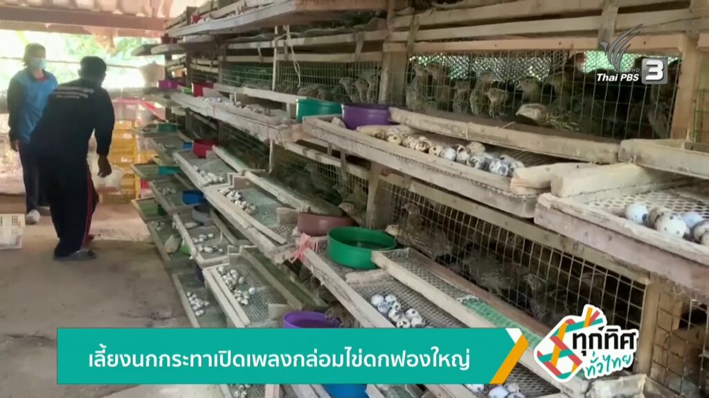 เลี้ยงนกกระทาเปิดเพลงกล่อมไข่ดกฟองใหญ่-ข่าวใต้แลได้ที่เรา-#