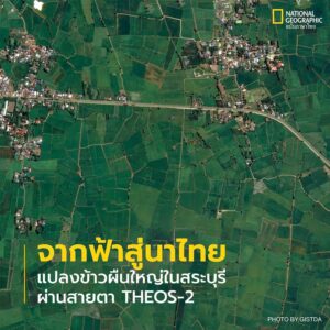 แปลงข้าวผืนใหญ่ในสระบุรี.-นับจากวันนี้-อีกไม่กี่วันก็จะถึงว