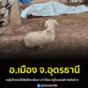 -อเมือง-จ.อุดรธานี-พบร่างป้าวัย-62-ดับปริศนาคาเปล-“ผ้าถุงห