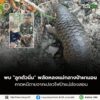 ððð¡ðð¡ððð-:-พบ-“ลูกตัวนิ่ม”-พลัดหลงแม่กลางป่าผามอน-คาดหนีเสียชีวิตจ