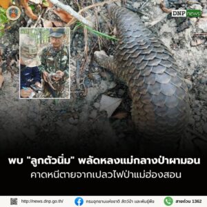 ððð¡ðð¡ððð-:-พบ-“ลูกตัวนิ่ม”-พลัดหลงแม่กลางป่าผามอน-คาดหนีเสียชีวิตจ