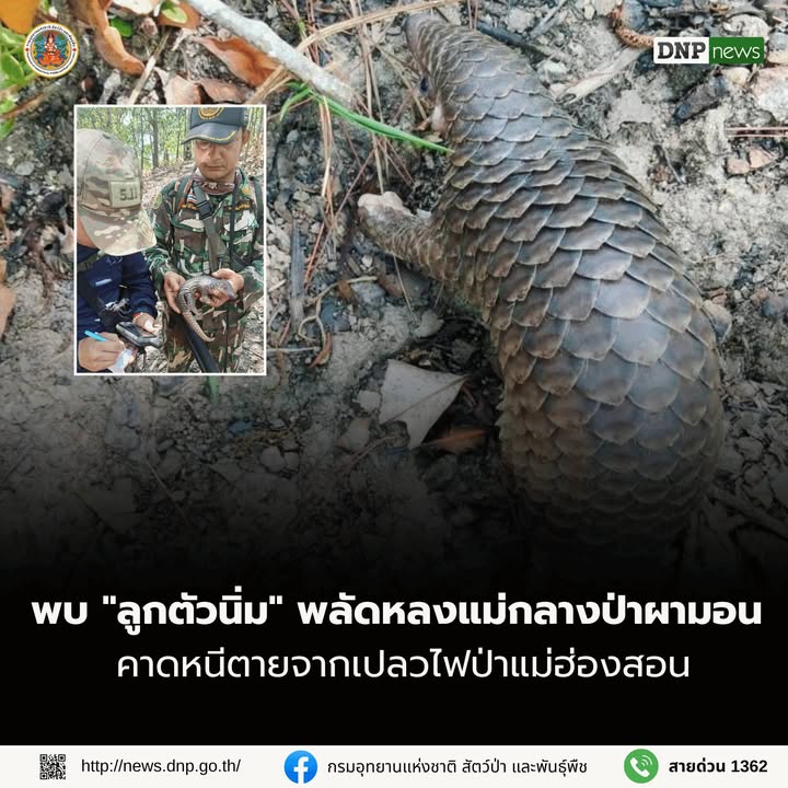 ððð¡ðð¡ððð-:-พบ-“ลูกตัวนิ่ม”-พลัดหลงแม่กลางป่าผามอน-คาดหนีเสียชีวิตจ