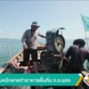 วางลอบหมึกสายทำอาหารพื้นถิ่น-จ.ระนอง-ข่าวใต้แลได้ที่เรา-#th