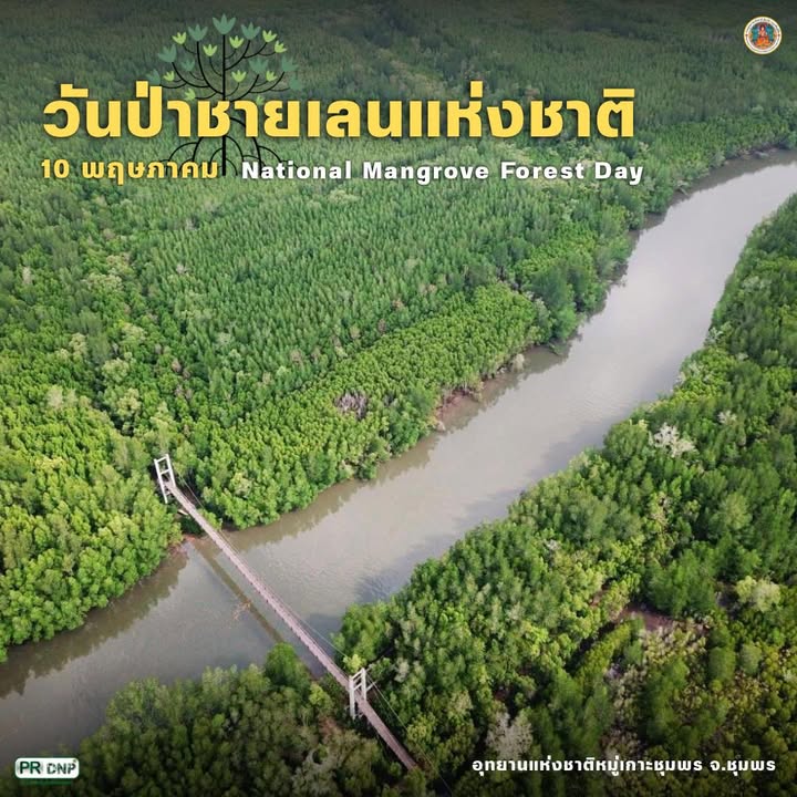 10-พฤษภาคม-ของทุกปี-วันป่าชายเลนแห่งชาติ-เพื่อตระหนักถึง