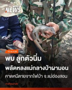 เจ้าหน้าที่ช่วย-“ลูกตัวนิ่ม”-พลัดหลงแม่กลางป่าผามอน-อ.ปางมะผ