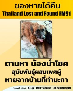 คุณธัญญาพร-ตามหา-น้องนำโชค-สุนัขพันธุ์โกลเด้นผสมลาบาเดอร์-สี-|-2026-05-11-04:20:00