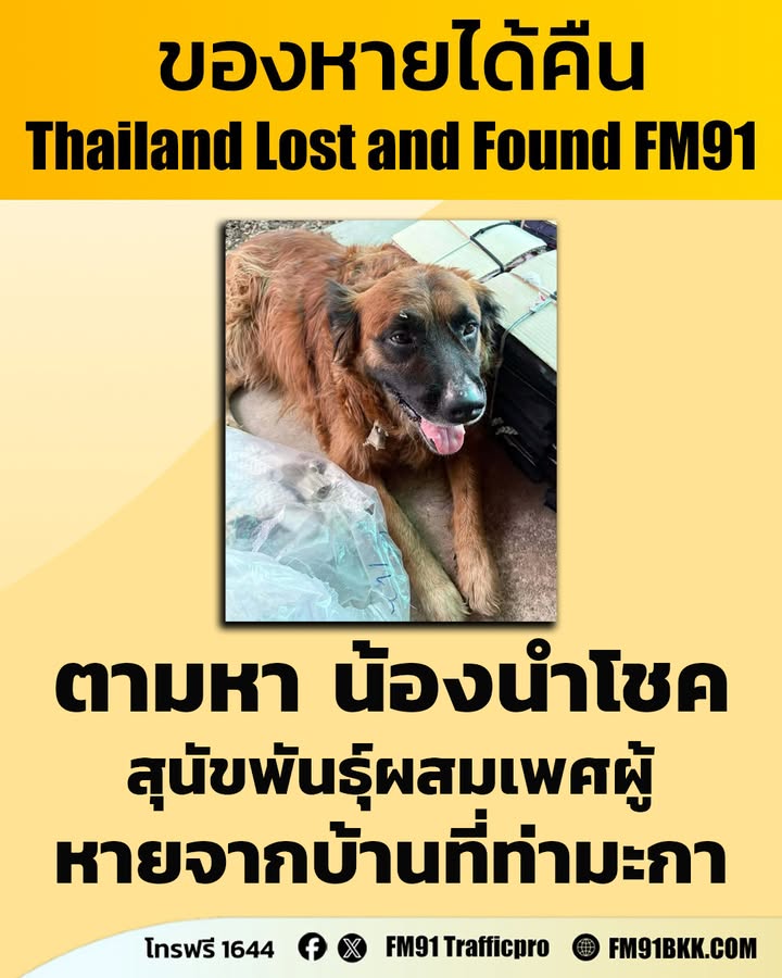 คุณธัญญาพร-ตามหา-น้องนำโชค-สุนัขพันธุ์โกลเด้นผสมลาบาเดอร์-สี-|-2026-05-11-04:20:00