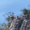 ðððð-:-“เลียงผา”-อวดโฉมบนยอดผาสามร้อยยอด-สะท้อนความสมบูรณ์ป่