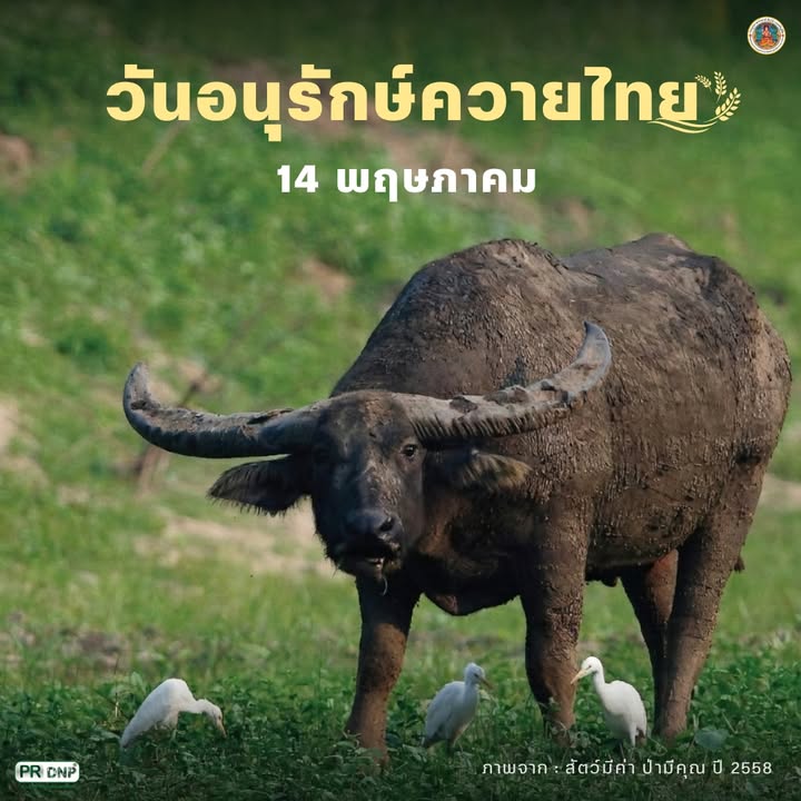 14-พฤษภาคม-“วันอนุรักษ์ควายไทย”-thai-buffalo-conservation-da