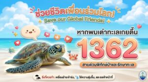 -ช่วยชีวิตเพื่อนร่วมโลก-หากพบ-เต่าทะเลเกยตื้น-โลมา-วาฬ