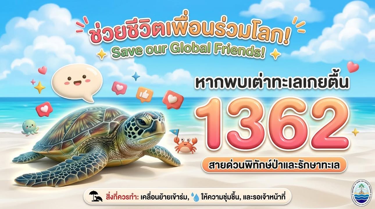 -ช่วยชีวิตเพื่อนร่วมโลก-หากพบ-เต่าทะเลเกยตื้น-โลมา-วาฬ