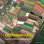 ดาวเทียม-theos-2-เผยภาพหลากสีสันแห่งฤดูใบไม้ผลิ-จากทุ่งดอกทิ