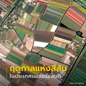 ดาวเทียม-theos-2-เผยภาพหลากสีสันแห่งฤดูใบไม้ผลิ-จากทุ่งดอกทิ