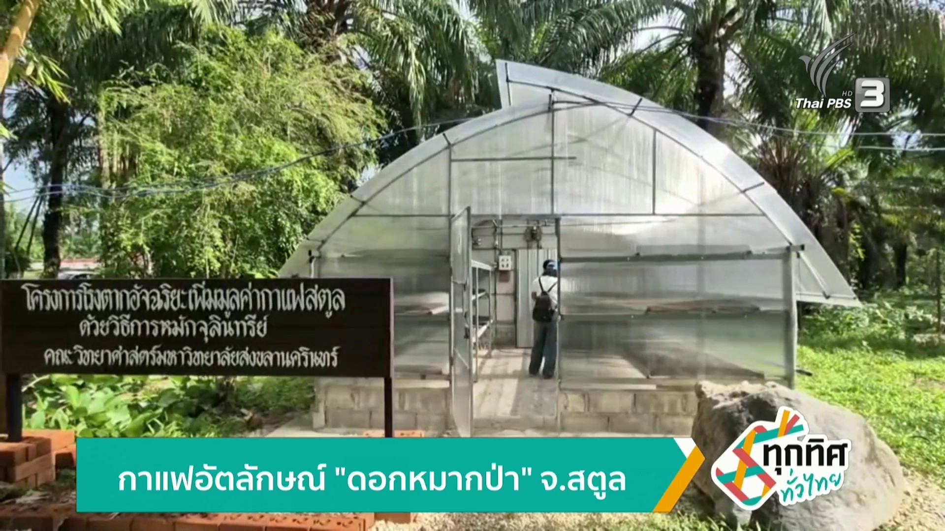 กาแฟอัตลักษณ์-“ดอกหมากป่า”-จ.สตูล-ข่าวใต้แลได้ที่เรา-#thaip