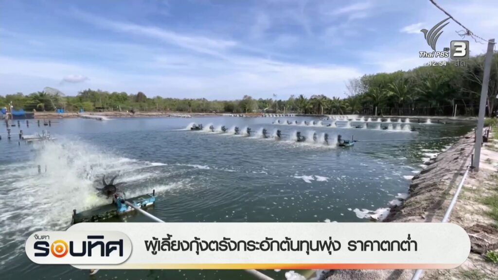 ผู้เลี้ยงกุ้งตรังกระอัก-ต้นทุนพุ่ง-ราคาตกต่ำ-ข่าวใต้แลได้ที