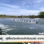 ผู้เลี้ยงกุ้งตรังกระอัก-ต้นทุนพุ่ง-ราคาตกต่ำ-ข่าวใต้แลได้ที