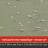 ชาวบ้านลุ่มน้ำปากพนัง-ขอรัฐเร่งแก้ปัญหา-“ปลาหมอคางดำ”-ข่าวใ