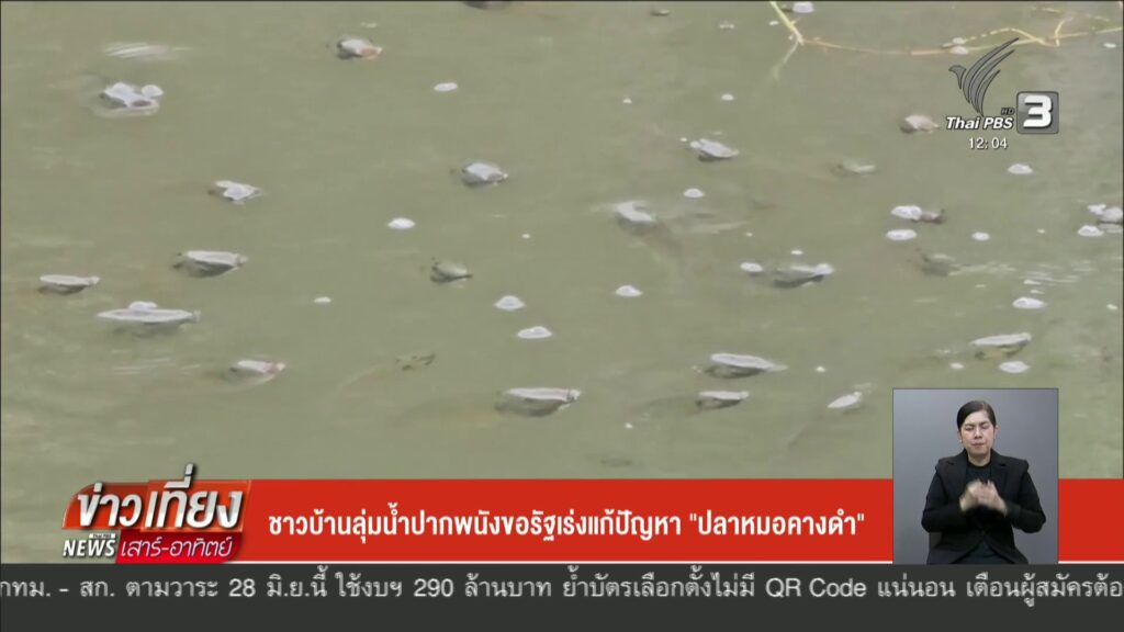 ชาวบ้านลุ่มน้ำปากพนัง-ขอรัฐเร่งแก้ปัญหา-“ปลาหมอคางดำ”-ข่าวใ