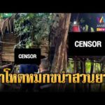 ด่วน ฆ่-าโหดหนุ่มใหญ่ทุ่งสง หมกขนำกลางสวนยาง | ข่าวอรุณอมรินทร์ 19/05/69